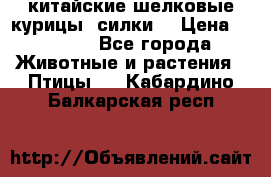 китайские шелковые курицы (силки) › Цена ­ 2 500 - Все города Животные и растения » Птицы   . Кабардино-Балкарская респ.